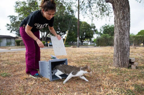 animal welfare worker releases cat