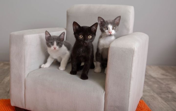 One black and two grey and white kittens perched upon a modern grey microfiber chair with an orange rug beneath it. 
