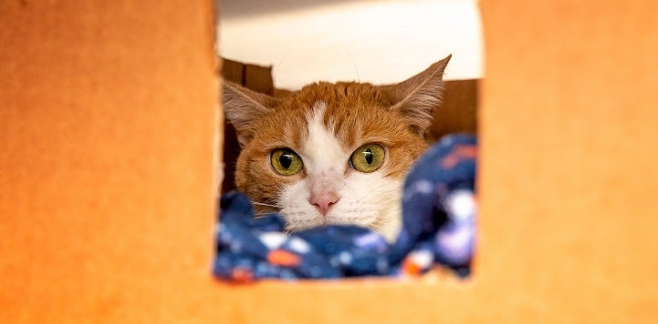 Orange cat on blue blanket lying in an orange box