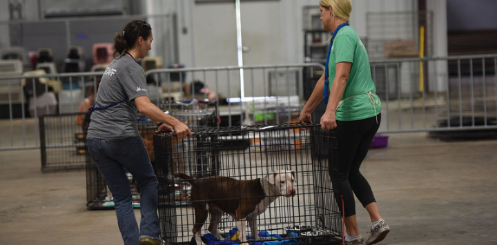 Two people moving a dog in a crate during an emergency response operation