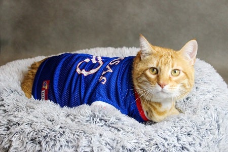 Cat wearing jersey lying in gray bed