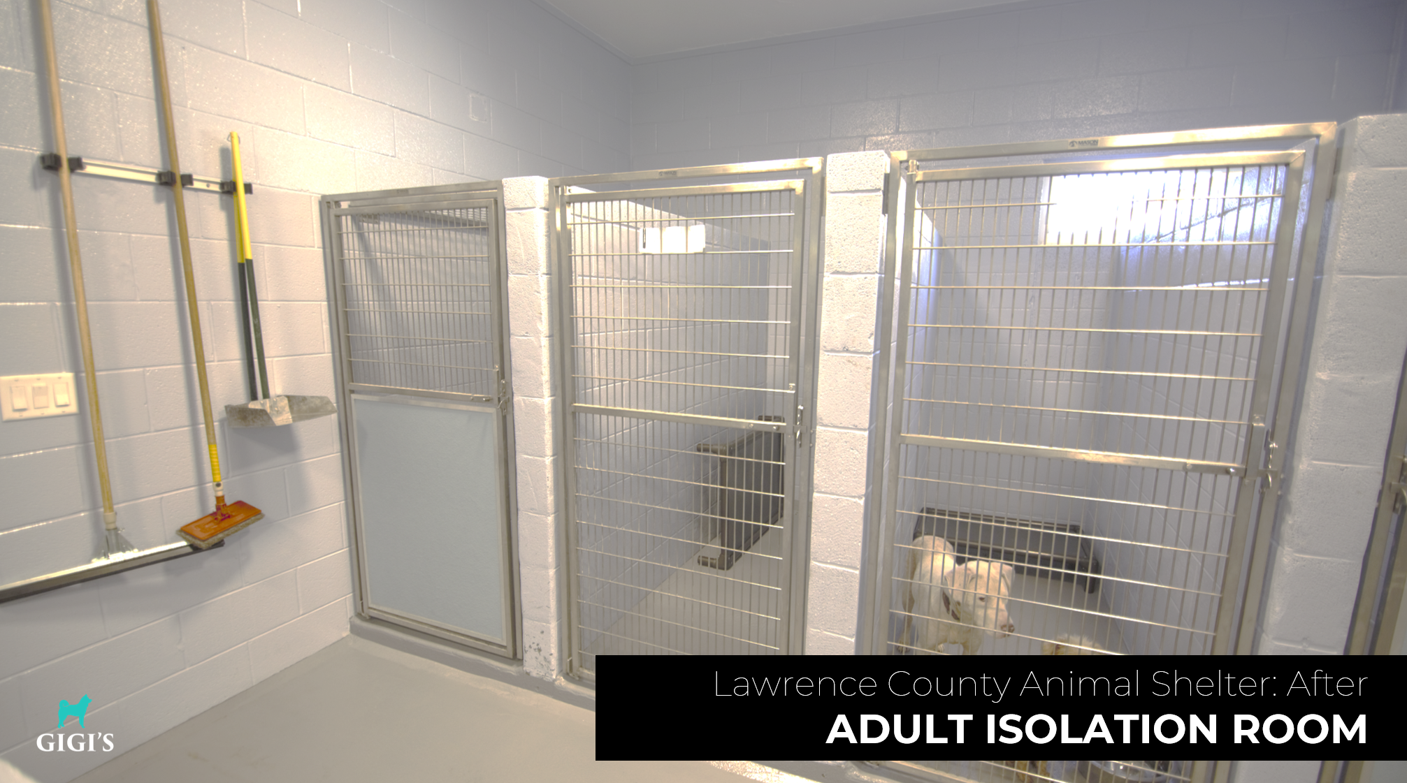 Dog in kennel of remodeled shelter area