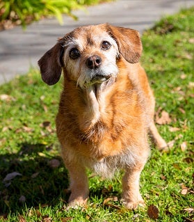 Brown and white dog standing in grass