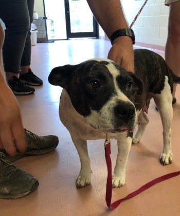 black and white dog in the lobby of an animal shelter