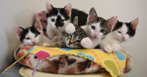 Kittens lying together in cat bed