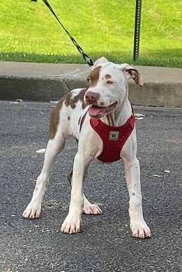 White and gray puppy on leash