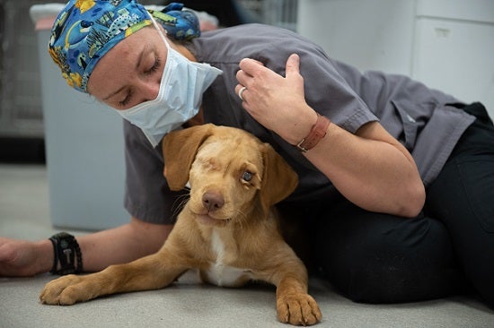 Vet lying on floor with dog