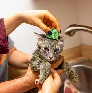 Kitten getting lime dipped