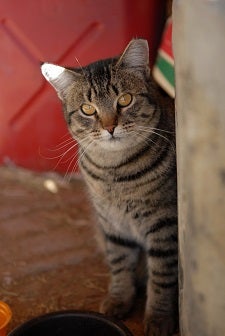 Tabby cat looking at camera from around wall