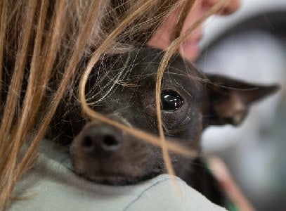 Dog snuggling behind person's hair