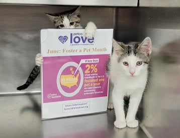 Two kittens in kennel one behind foster sign