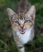 Tabby and white cat in grass