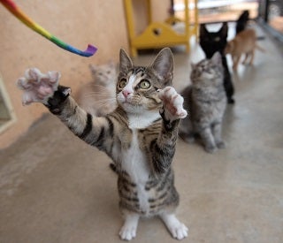 Kitten playing with rainbow string toy