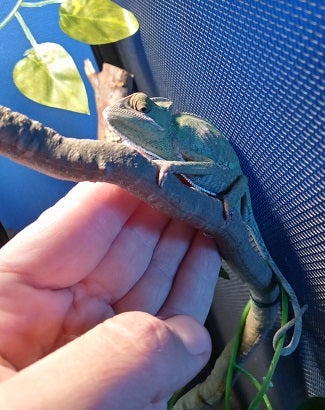 Chameleon on branch