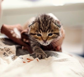 Tabby kitten being held on person's chest