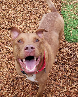 Brown dog with mouth open