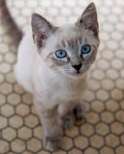 White kitten sitting on white tile floor