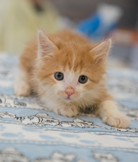 White and orange kitten on blue blanket