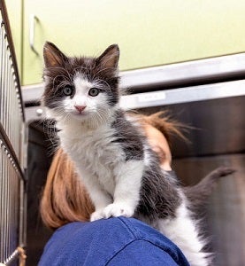 Kitten sitting on ACO shoulder