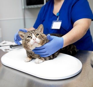 Big tabby cat on scale