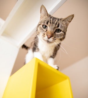 Tabby and white cat on yellow perch