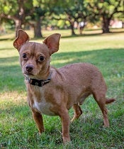 Small brown dog standing in grass