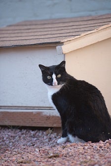 Black and white cat sitting in pebbles