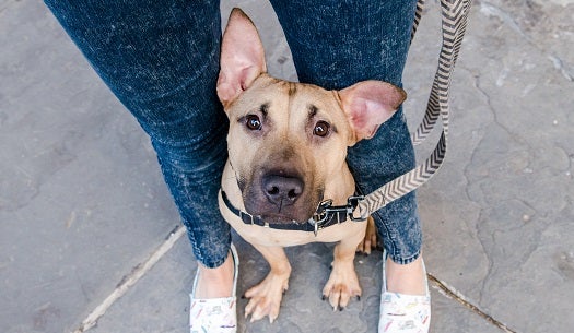 Dog sitting in front of person's legs