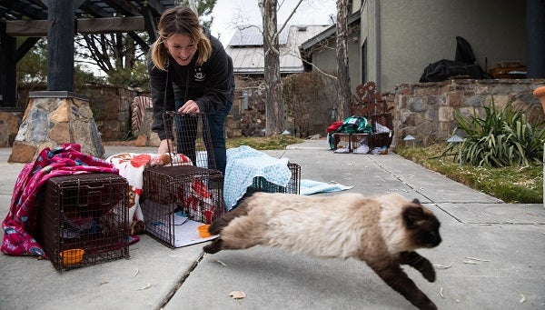 Community cat being released from cat trap