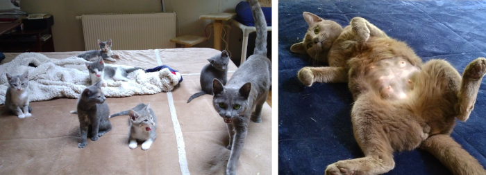 Russian blue cat with kittens