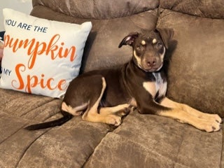 Black puppy lying on couch