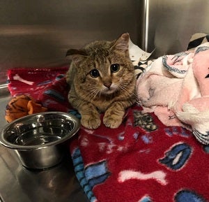 Kitten in kennel