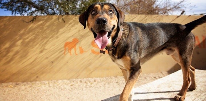 Black and brown hound dog with tongue out standing on ramp