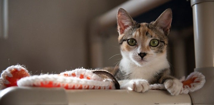 White and brown tabby cat lying on white framed cat bed with pink blanket