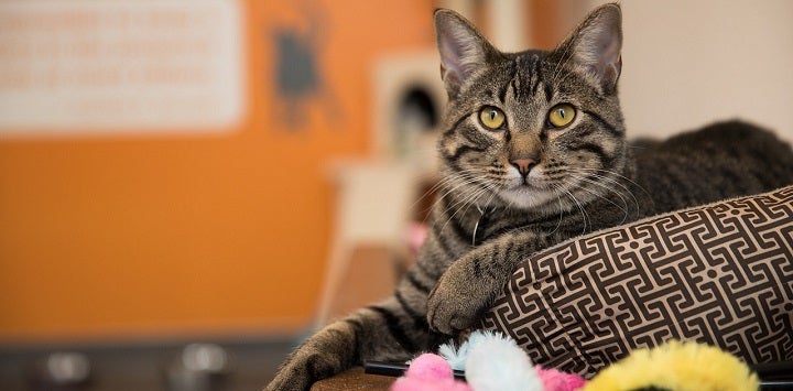 Tabby cat lying on cat bed with front paw out with orange wall in the background