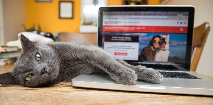 Gray cat lying on its side on top of table with paws on keyboard of silver laptop