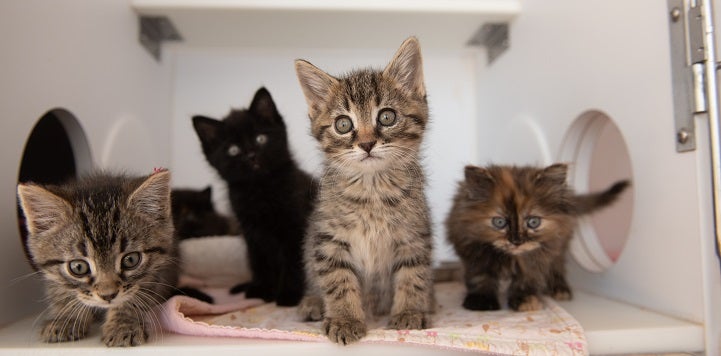 Four kittens sitting in white cage 