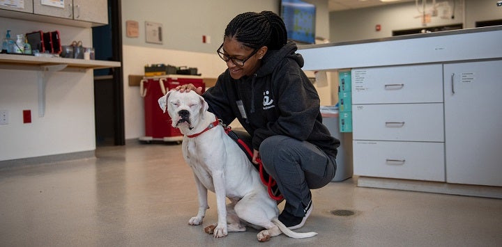 White pit bull type dog sitting with person in dark gray sweatshirt in clinic