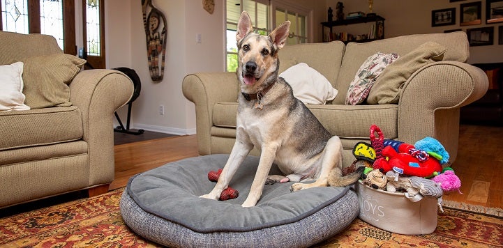 German shepherd mix dog sitting on round dog bed