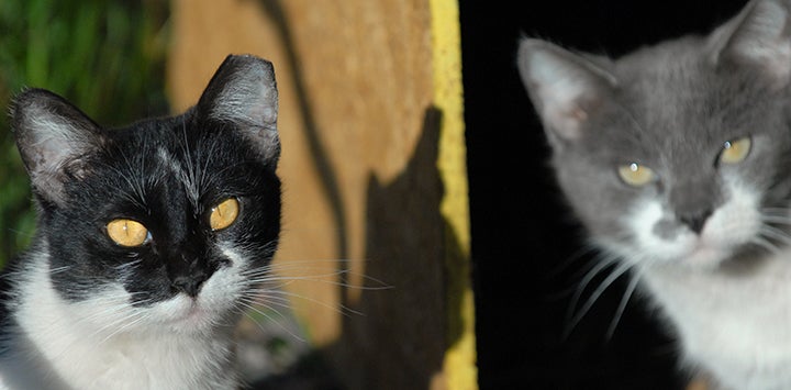 Black and white cat casting shadow next to gray and white cat