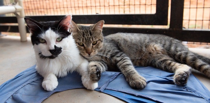 Black and white cat snuggling with a tabby cat