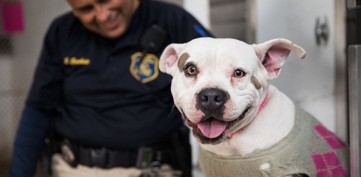 white bully dog modeling grey and pink sweater and they are happy about it