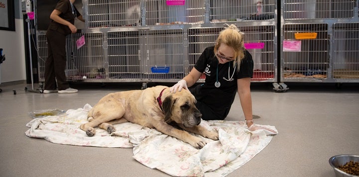 Big tan dog lying on blanket on the floor with woman in dark blue scrubs sitting by