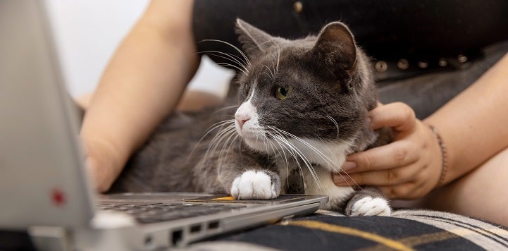 Gray and white cat looking at screen of silver laptop with paw on keyboard