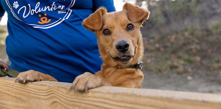 Brown dog looking over fence next to person in blue shirt