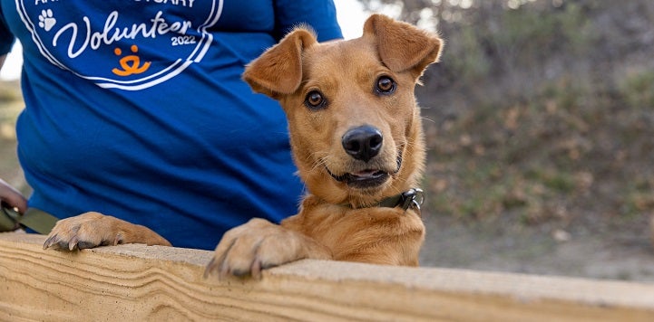 Brown dog looking over a fence