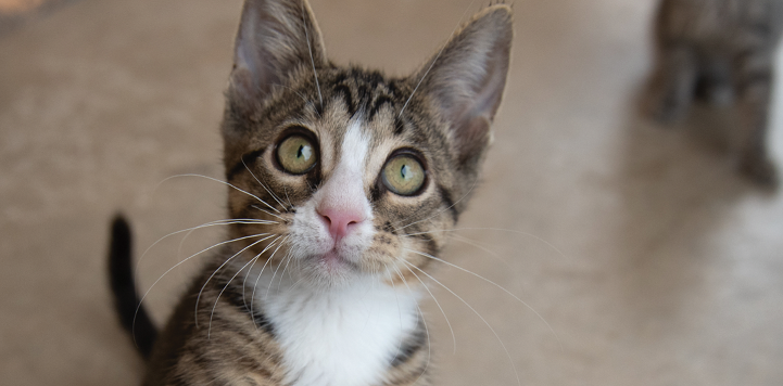 Tabby kitten looking at camera