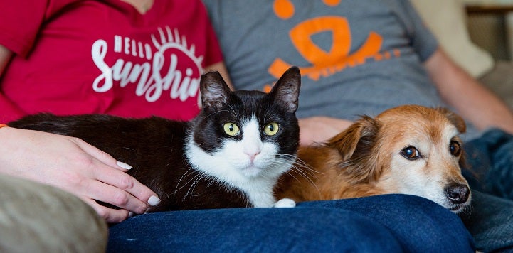 Black and white cat lying next to brown dog on people's laps