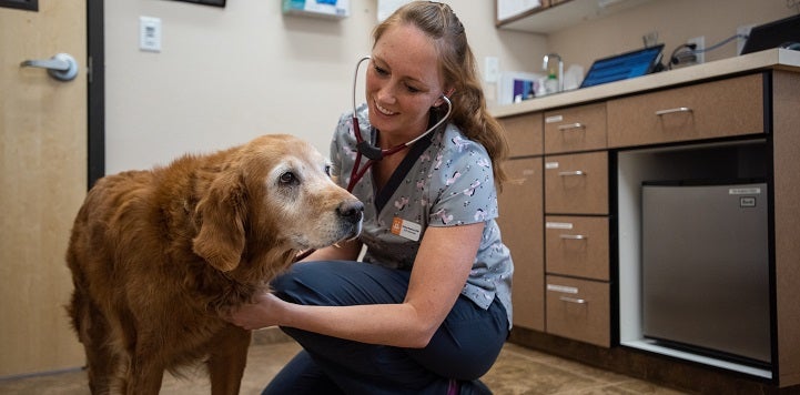 Vet with long blonde hair listening to heart of senior golden retriever