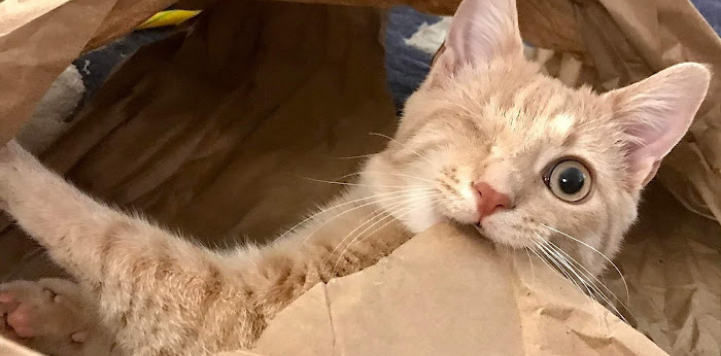 Orange tabby cat with one eye biting paper